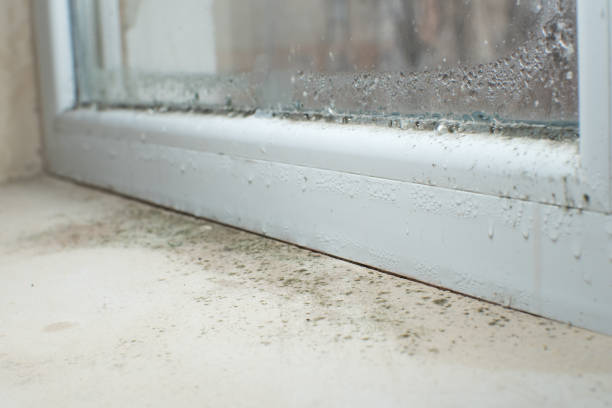 Professional Mold Remediation in Ypsilanti, MI